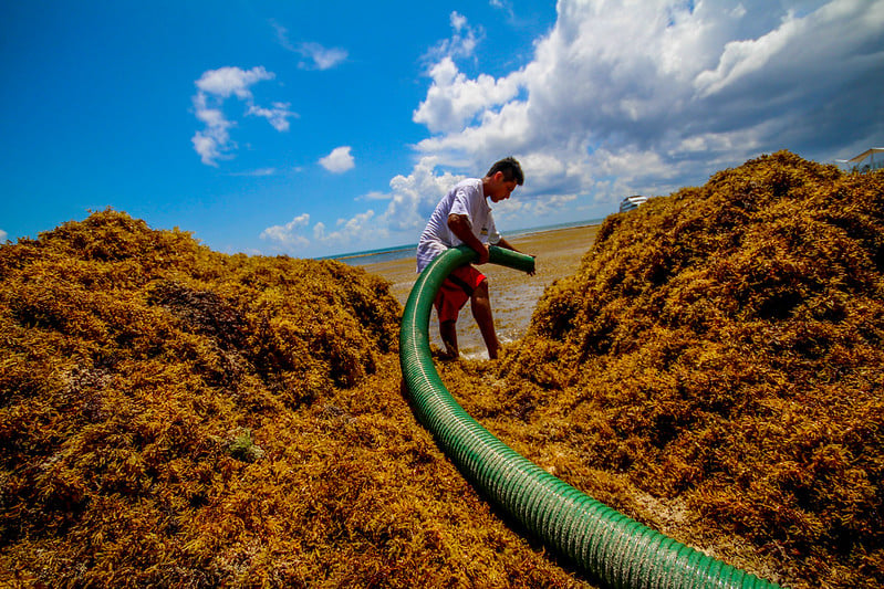 Realizarán el Foro de Resiliencia Ambiental en Cancún este fin de semana