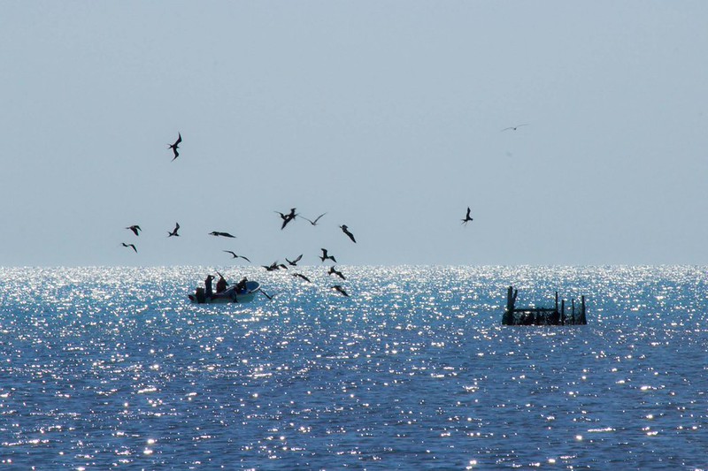 Decretan cuatro nuevas Zonas de Refugio Pesquero en México; dos están en Yucatán