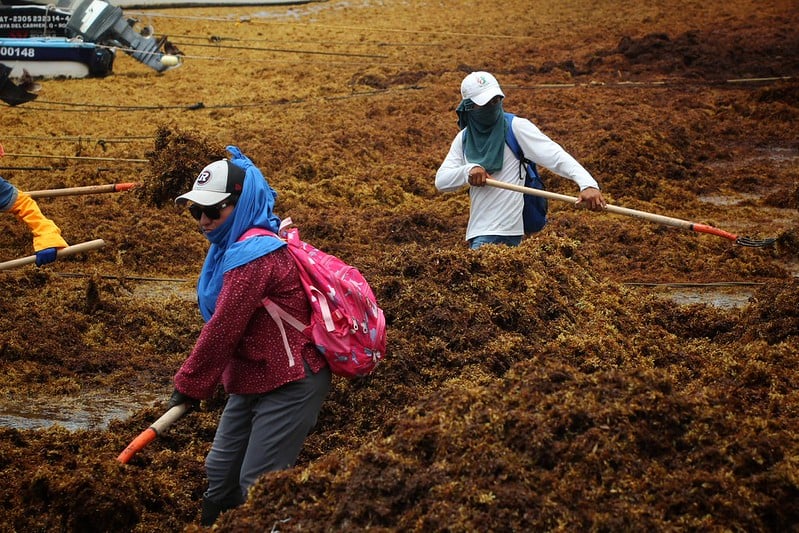 ONU adopta resolución sobre el sargazo que busca ''más investigación, más recursos y más cooperación''