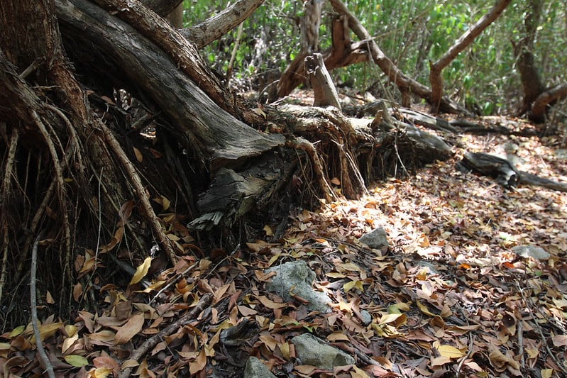 Día Mundial de la Tierra, una oportunidad de reflexionar sobre nuestras acciones hacia el planeta