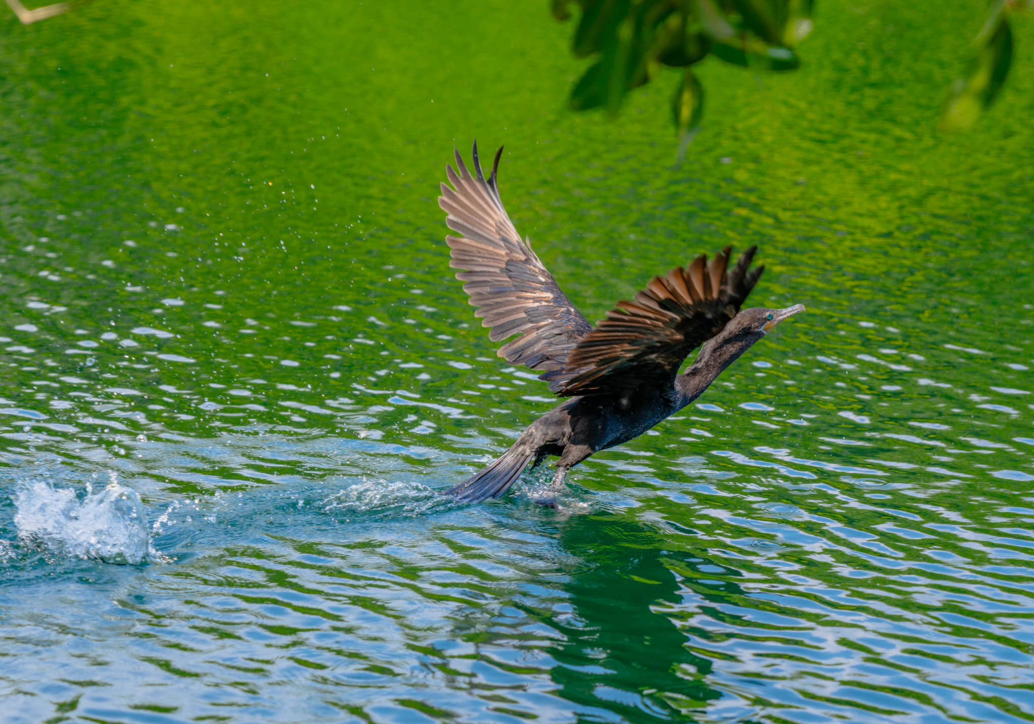Cormorán tropical, de las aves acuáticas más versátiles