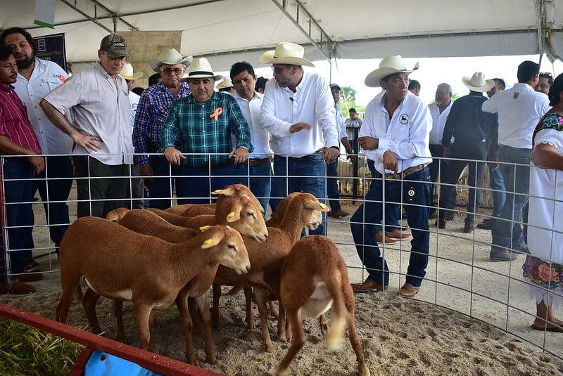 Yucatán reafirma liderazgo nacional en genética ovina en la XIX Exposición Ovina Regional en Xmatkuil