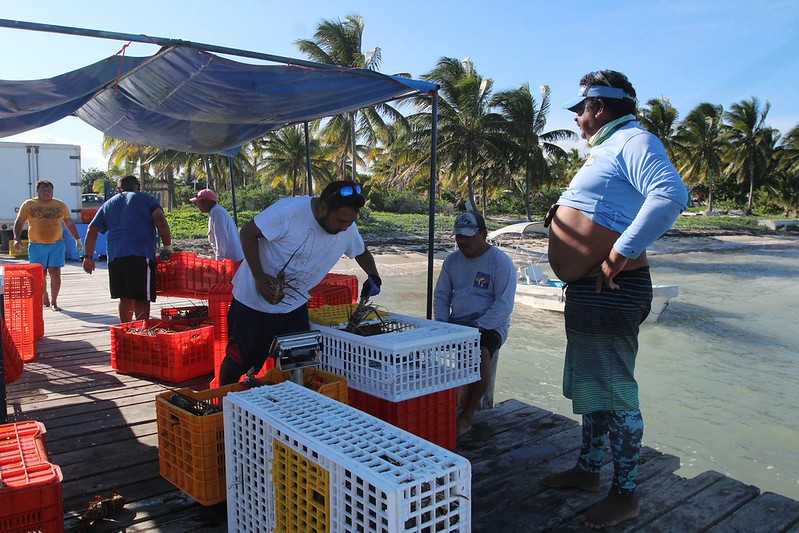 Inicia veda de la captura de langosta en Punta Allen
