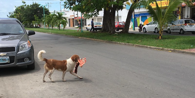 La Jornada Maya | Quintana Roo | Ana Ramírez | En Cancún hay cerca de 180  mil perros callejeros: Segnat