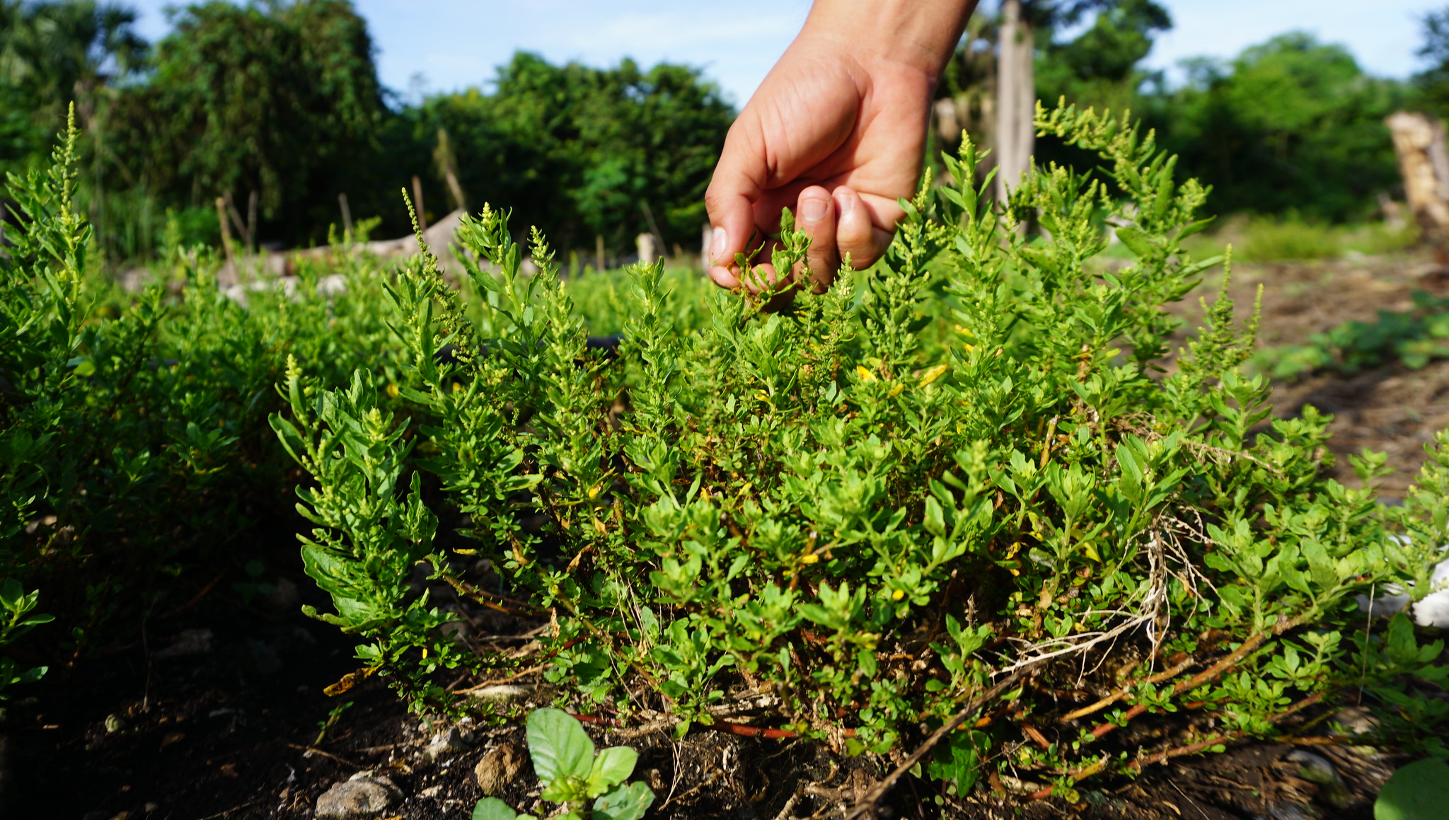 Recuperación del campo en Yucatán dependerá del clima: expertos