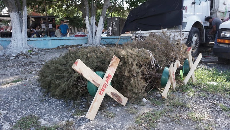 Alcaldía de Campeche inicia Programa de Recuperación de Árboles de Navidad Naturales