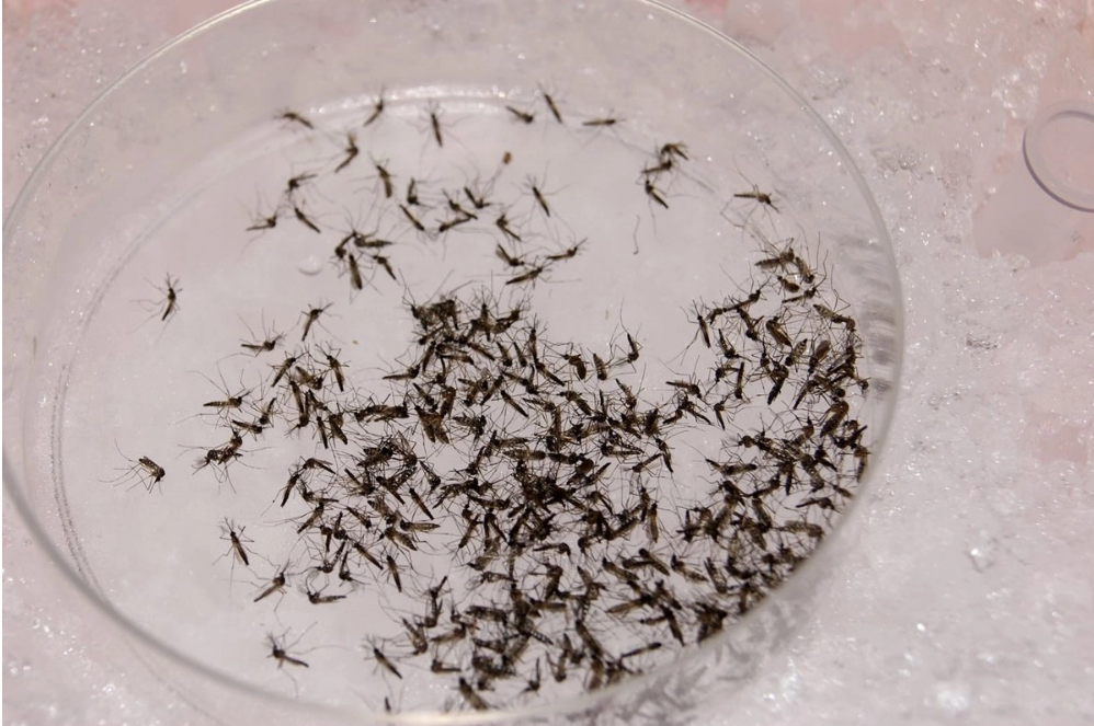 Yucatán pone en marcha la Fábrica de mosquitos buenos; combatirán los virus del dengue, zika y chikungunya