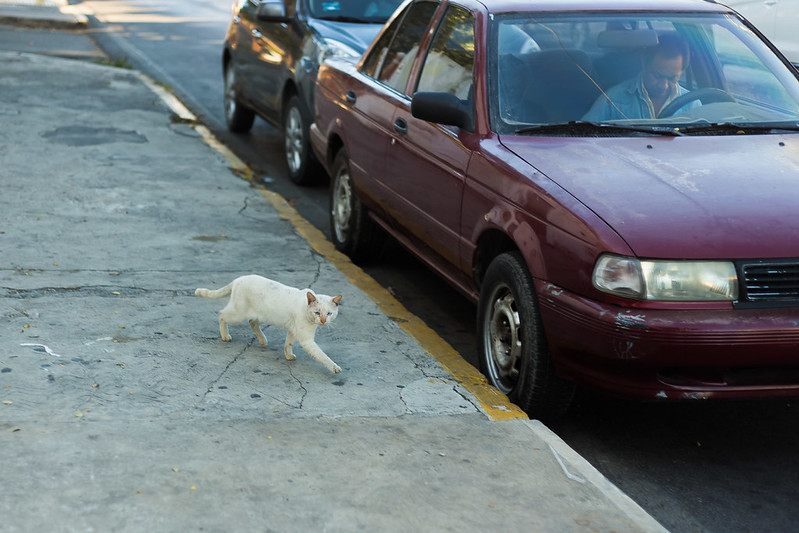 Violentador de animales llega a acuerdo con Vicefiscalía de Campeche para el pago de daños