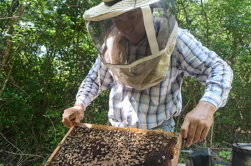 Apicultores de Campeche cuestionan cifras de producción de miel de la Sader ante mortandad masiva de abejas