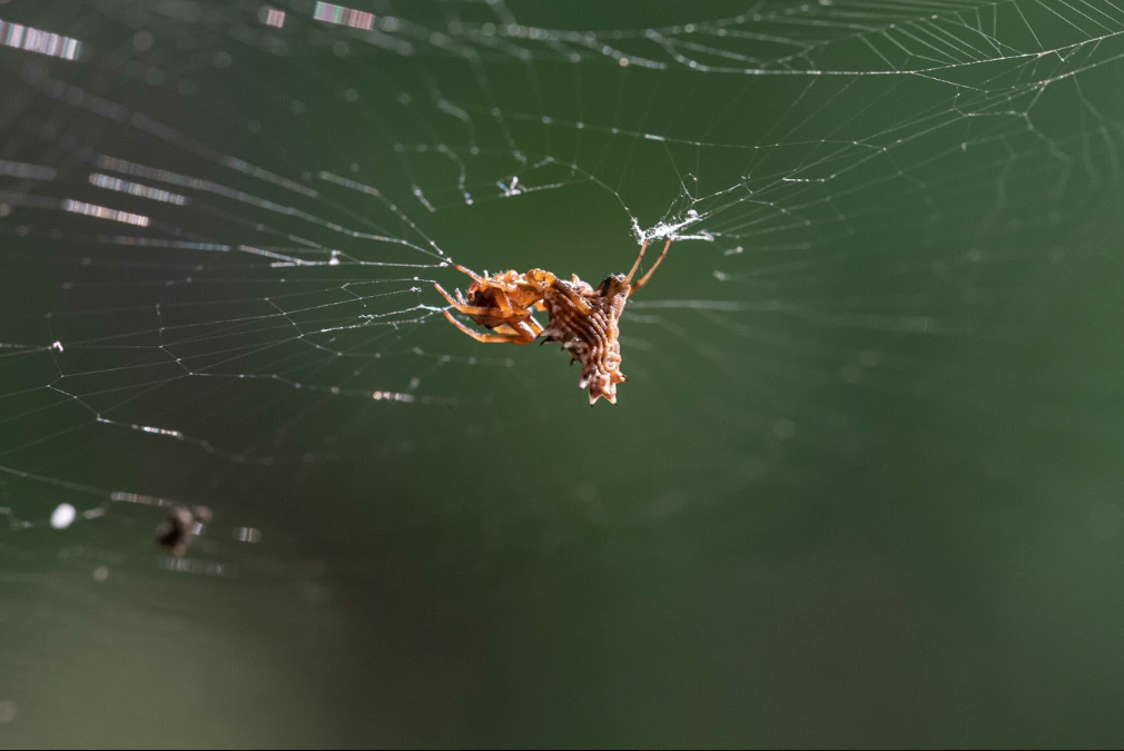 La imponente araña de panza espinosa usa su veneno para cazar