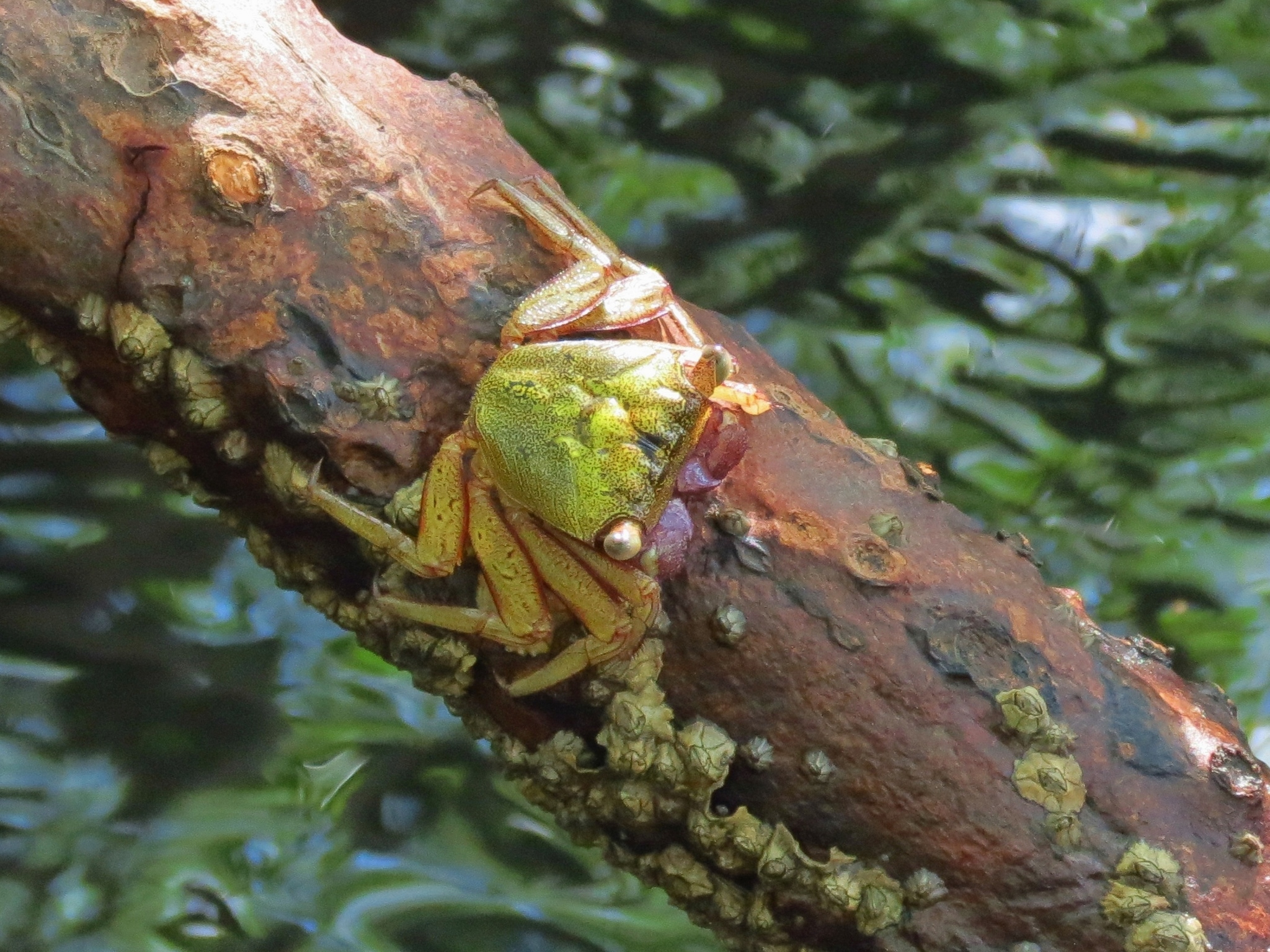 Cangrejo de mangle, gran trepador de árboles