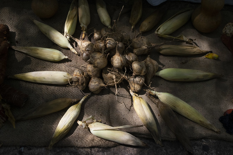 Frente Campesino recomienda estrategia para el rescate del maíz en Yucatán