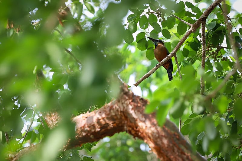 Peligran millones de aves por la pérdida de bosques en América Central, alerta científica