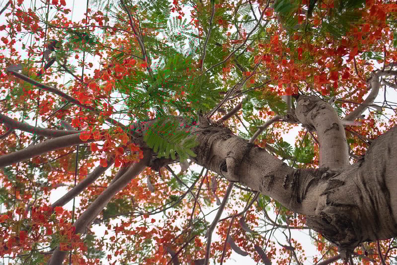 Mis amigos los árboles