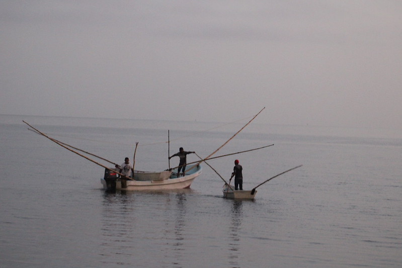 Conapesca intensifica operativo contra la pesca furtiva de pulpo maya; denuncia falta de recursos y vacíos legales