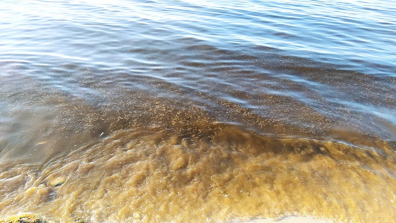 Comité interinstitucional descarta presencia de marea roja en Yucatán