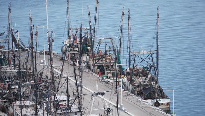 Canainpesca reporta desplome en captura de camarón por apertura parcial de veda en la Sonda de Campeche