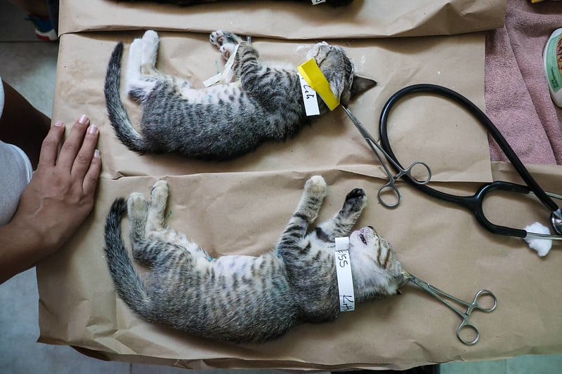 Reportan sacrificio masivo de perros y gatos en Centro de Bienestar Animal de Cancún por brote de moquillo