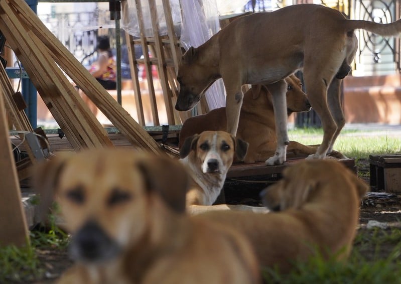 Caso de perrito en condición de calle atropellado en la López Portillo, Campeche, cambia de imputado