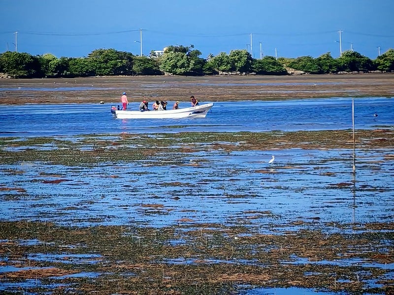 Ciudad del Carmen: Pescadores desafían cierres de puerto por necesidad económica