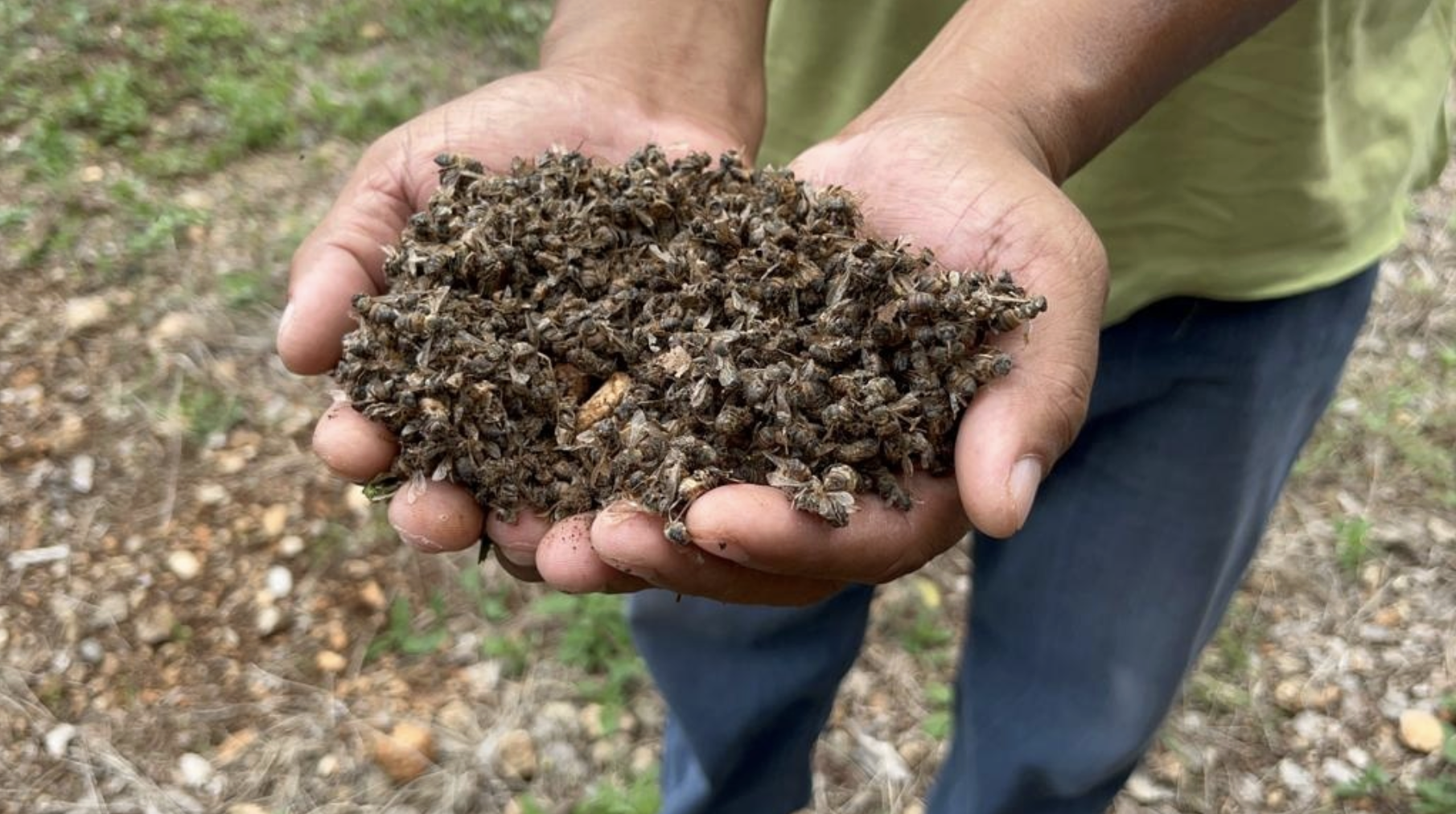 Denuncian en Campeche enfermedades en humanos y muerte de abejas por pesticidas
