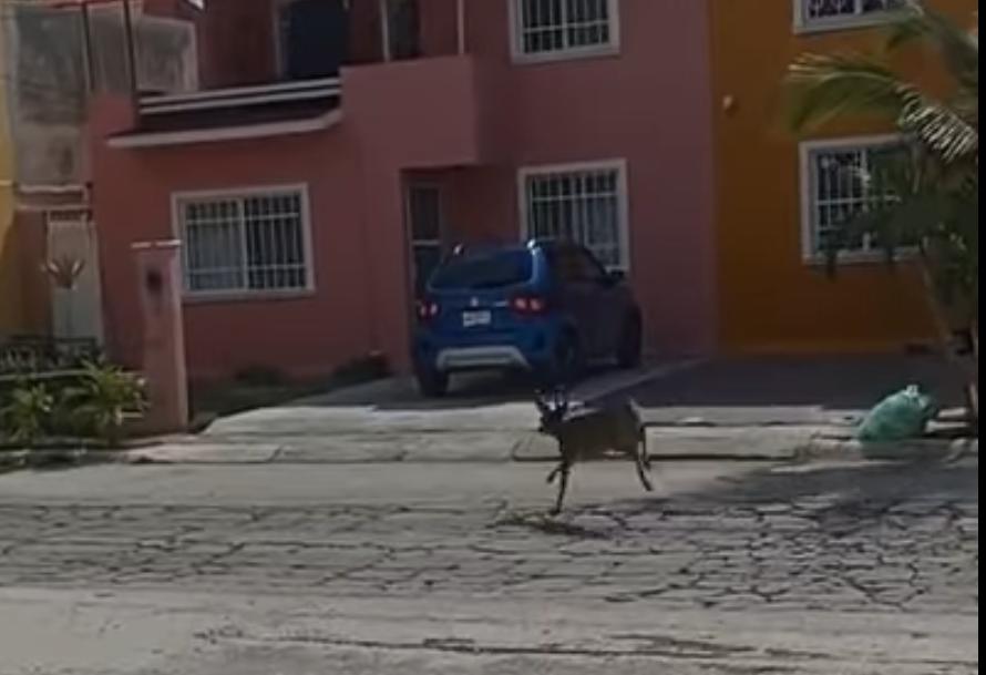 Venado se interna en zona habitacional Mundo Maya en Ciudad del Carmen