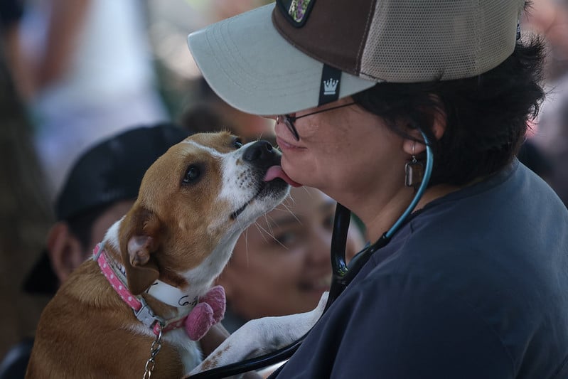Descubren que una bacteria peligrosa para los humanos está presente en perros, caballos y aguas residuales