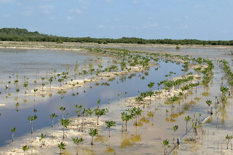 Alarman daños en manglares de Ciudad del Carmen; más del 45 por ciento presenta afectaciones