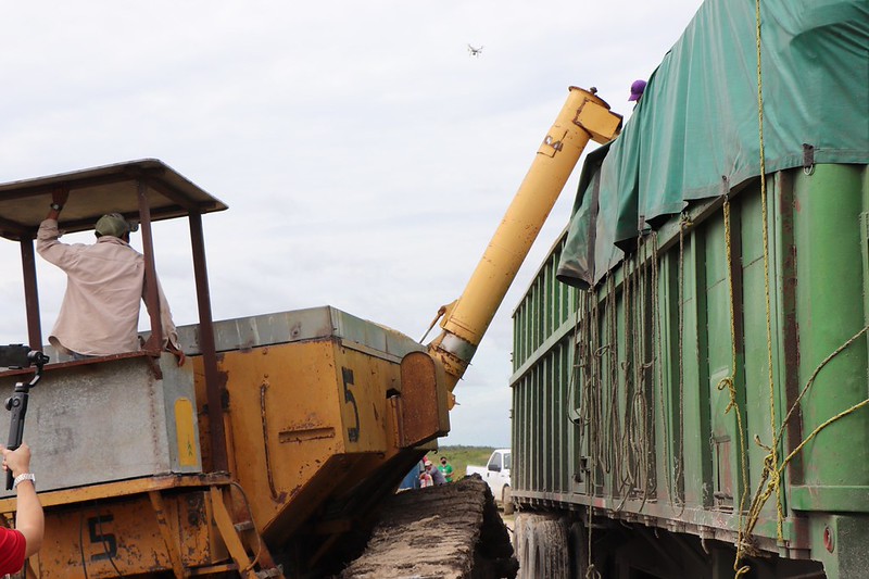 Arroceros de Campeche preocupados por desplome en precio del cereal debido al aumento de importación