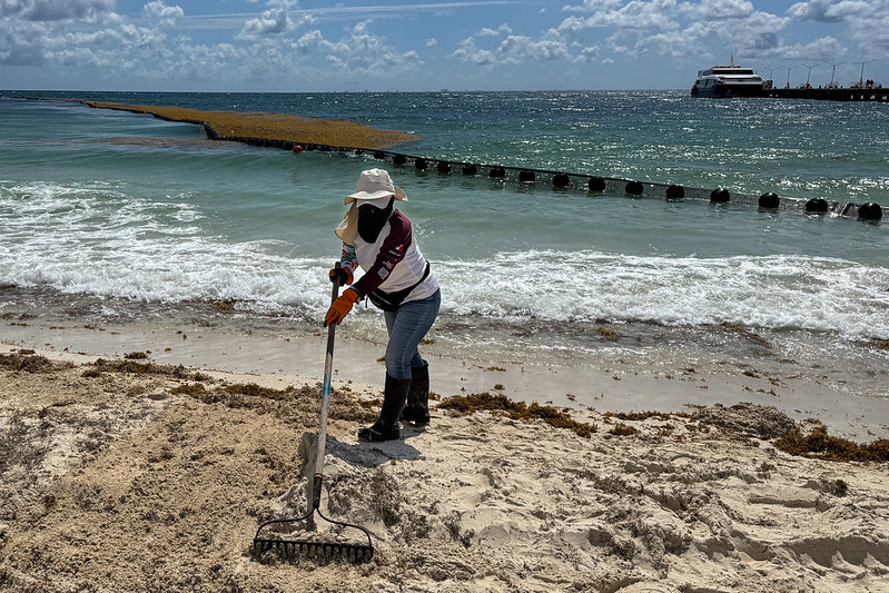 Sargazo, desafío significativo para Playa del Carmen: Estefanía Mercado