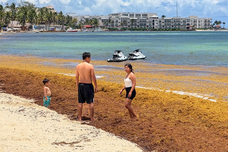 Semar enviará 150 elementos a Quintana Roo para apoyar en la recolección del sargazo