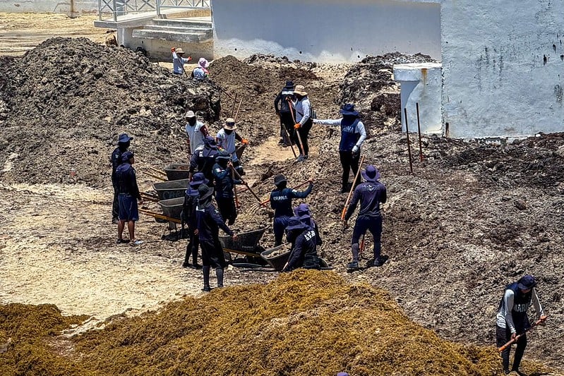 Polo de Desarrollo de Economía Circular de Puerto Morelos podrá procesar entre 600 y 4 mil toneladas diarias de sargazo: Semarnat