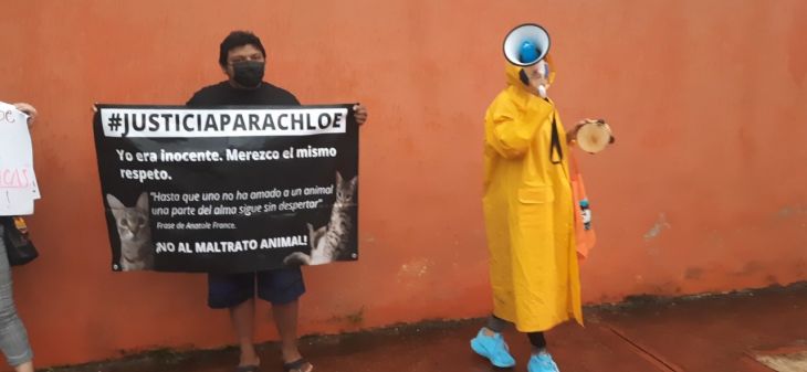 Veterinaria en Mérida es acusada de negligencia por muerte de la gata Chloe