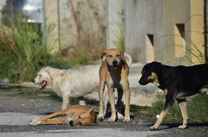 Inquietud ante prohibición de dejar alimento para animales en vía pública
