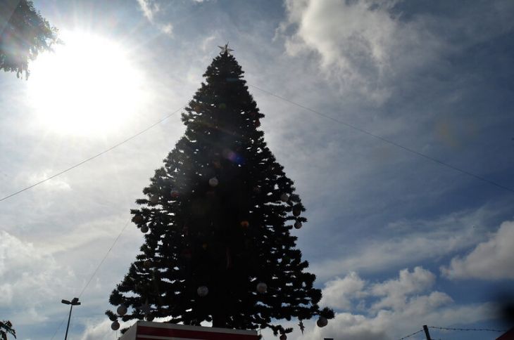 Activarán centros de acopio de árboles de navidad en Mérida