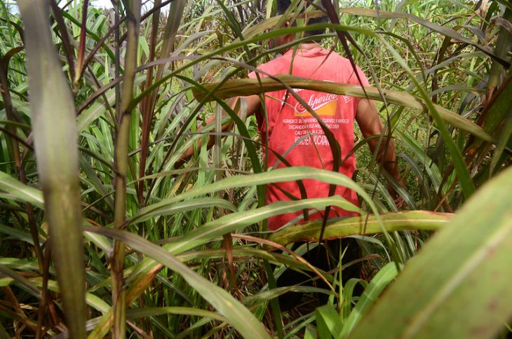 Megaproyectos afectan la vida de animales silvestres: campesinos de Yucatán