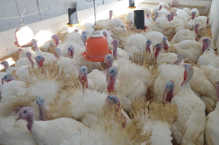 La Jornada Maya | Yucatán | Efe | Al menos 16 granjas de Yucatán están en  ''vacío sanitario'' por influenza aviar