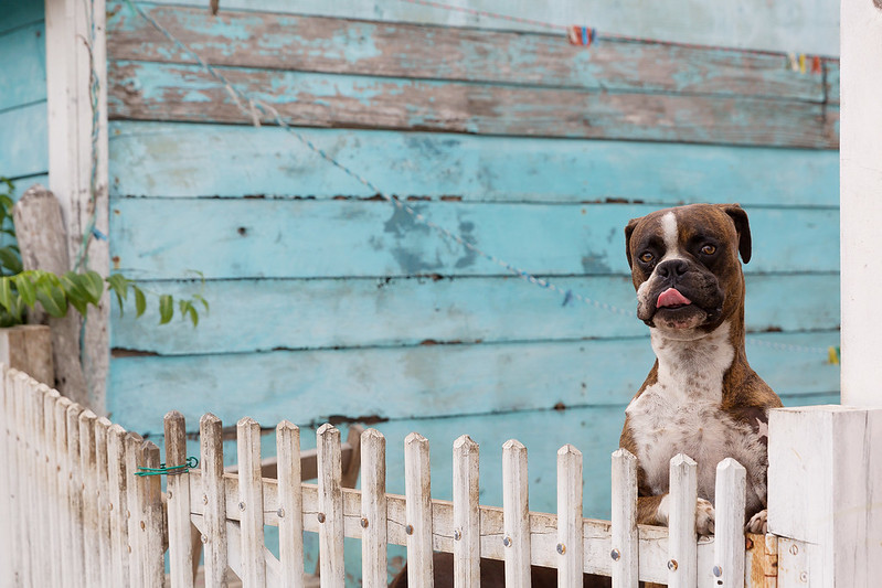 Yucatán aprueba dictamen para tipificar el delito de crueldad animal y aumentar las sanciones