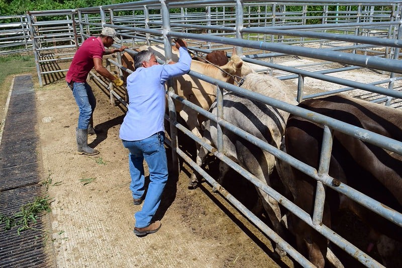 Díaz Mena presenta plan contra el gusano barrenador en el ganado de Yucatán