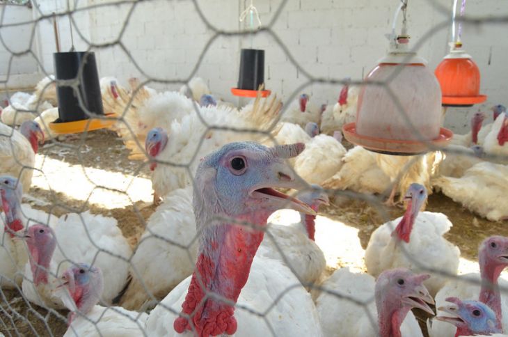 Lidera Yucatán la producción de pavos a nivel nacional