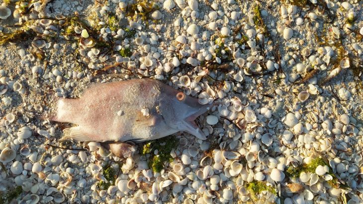 Marea roja: Conoce los riesgos de comer animales marinos intoxicados