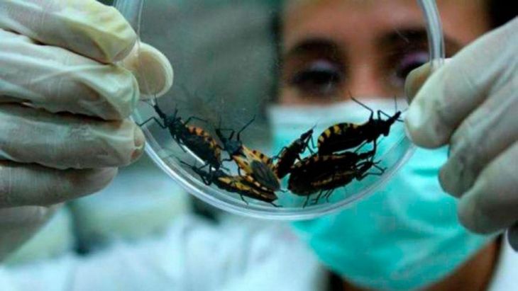 Muchas personas desconocen que tienen enfermedad de Chagas: Experto