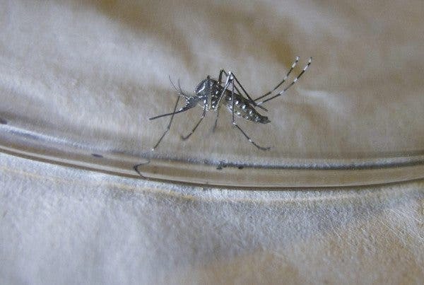 Dengue: Síntomas, tratamiento y acciones de prevención que debes conocer