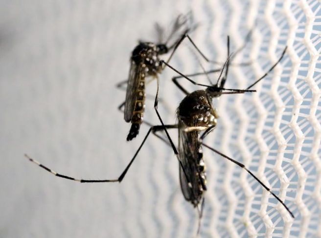 Yucatán acumula 5 mil 780 contagios y siete muertes por dengue