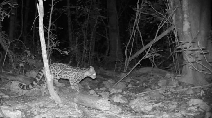 Kekén reporta monitoreo exitoso de abundante fauna en Granja Kinchil