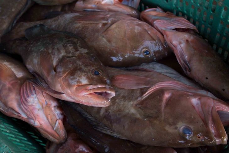 Pescadores auguran difícil temporada ante comienzo de veda de mero