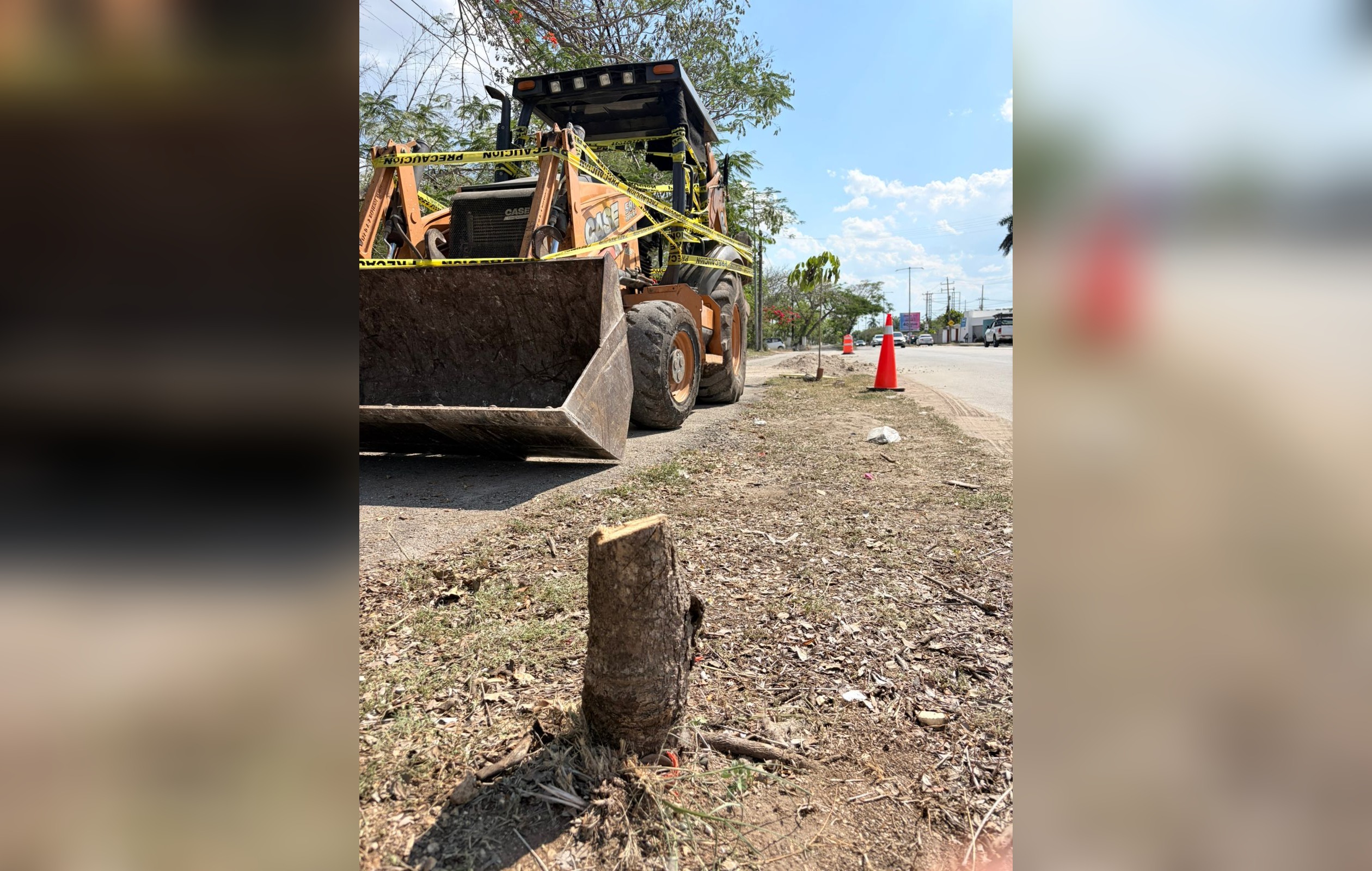 Ayuntamiento de Mérida impone multa histórica a gasolinera que taló maculís en Cholul