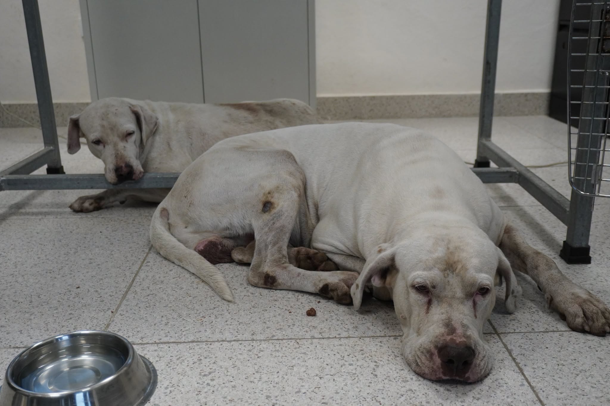 Aseguran a perros que lesionaron a mujer de la tercera edad en la Bojórquez, Mérida