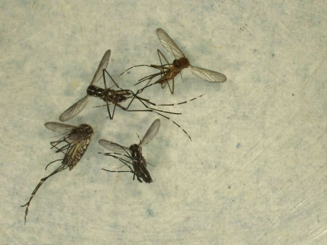 'Aedes albopictus', la nueva amenaza: mosquito prolifera en zonas rurales