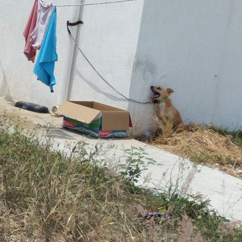 Perro fallece bajo el sol en Umán; FGE investiga caso de maltrato animal